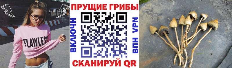 Купить где  Бакал  Галлюциногенные грибы мицелий 